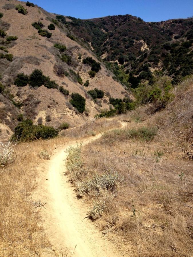 A winding dirt path leads through a dry, hilly landscape, flanked by sparse vegetation and shrubs under a clear blue sky. The rugged terrain features rolling hills, showcasing vibrant greens interspersed among the golden grasses. Worsham Canyon mountain bike trail.