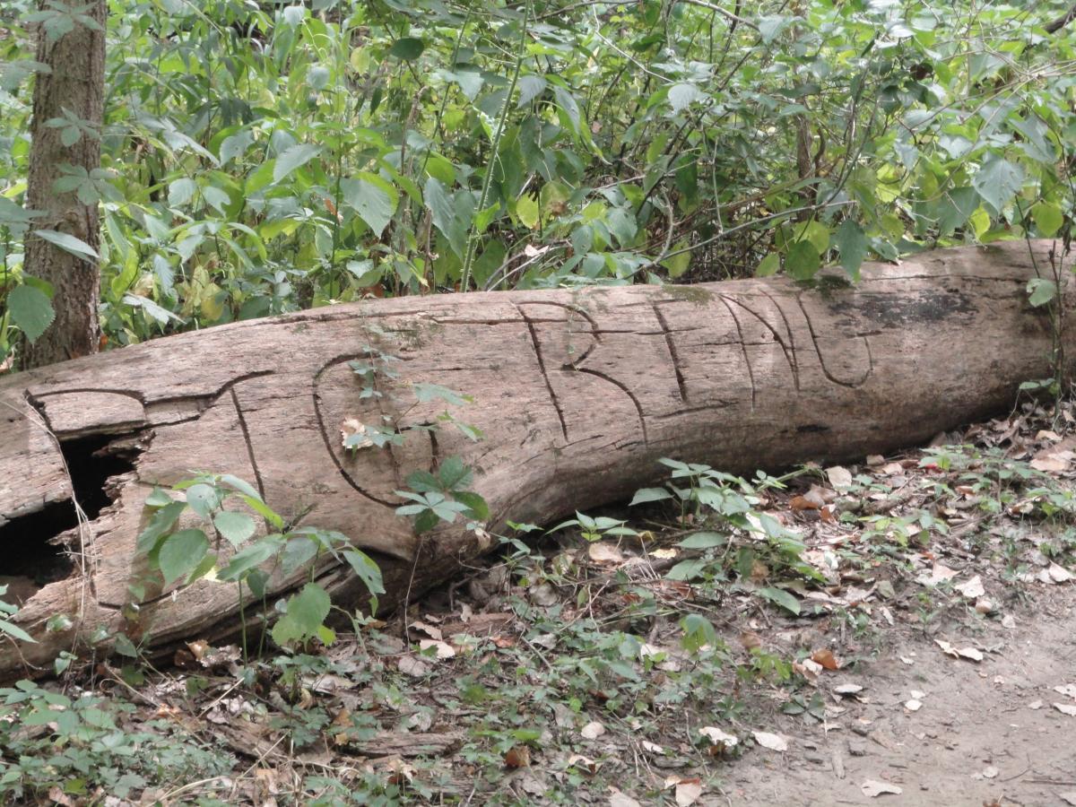 A fallen log in a wooded area with the word "RETURN" carved into its surface, surrounded by greenery and smaller plants on the forest floor. Banner Lakes At Summerset Park mountain bike trail.