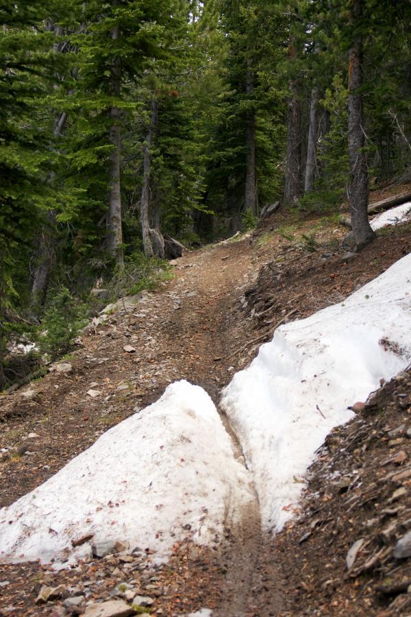 A dirt trail winding through a forest, flanked by patches of melting snow and rocky ground, surrounded by tall green trees. Rocky Creek Loop mountain bike trail.