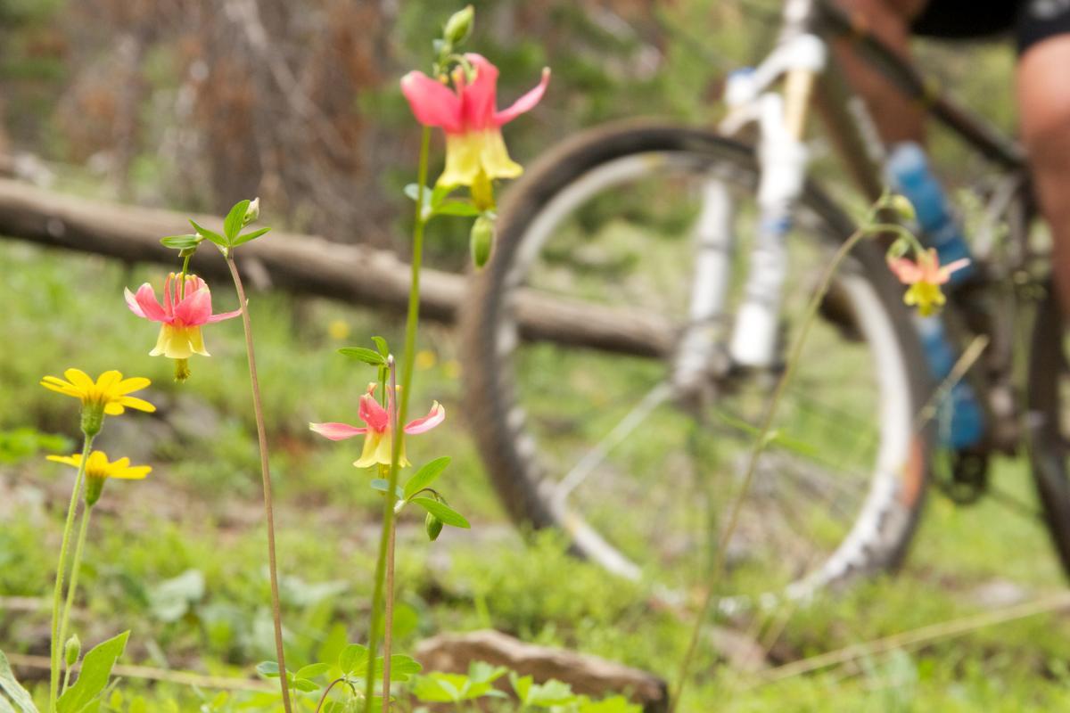 A close-up of colorful wildflowers, including pink and yellow blooms, in a green forest setting, with a blurred mountain bike tire visible in the background. Rocky Creek Loop mountain bike trail.