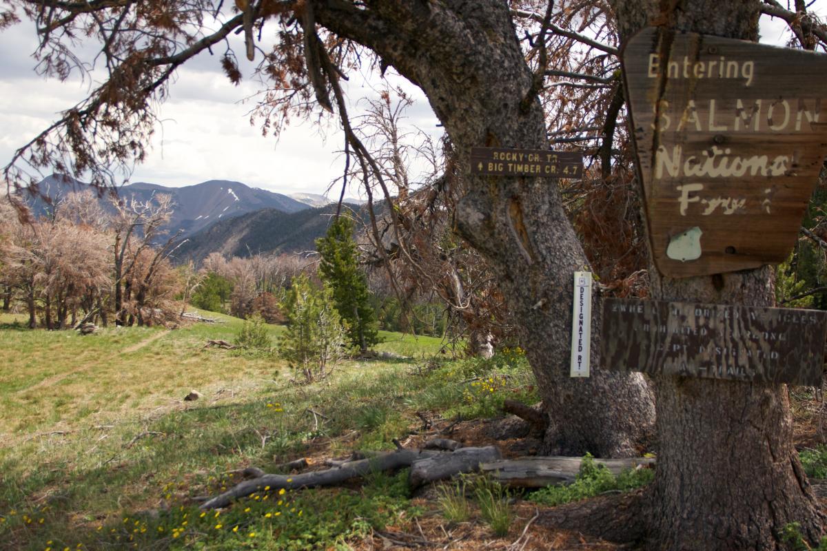 A scenic view of the Salmon National Forest, featuring a wooden sign indicating entrance to the forest, surrounded by trees and rolling mountains in the background. The foreground displays grassy areas with wildflowers and fallen branches, under a partly cloudy sky. Rocky Creek Loop mountain bike trail.