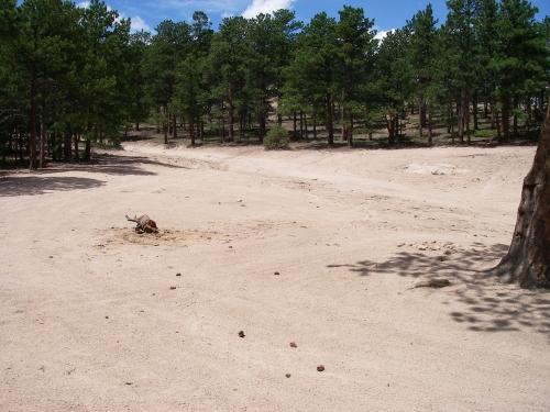 A sandy, open area surrounded by tall green pine trees under a clear blue sky. Bunce School Road To T33 Crash Site mountain bike trail.