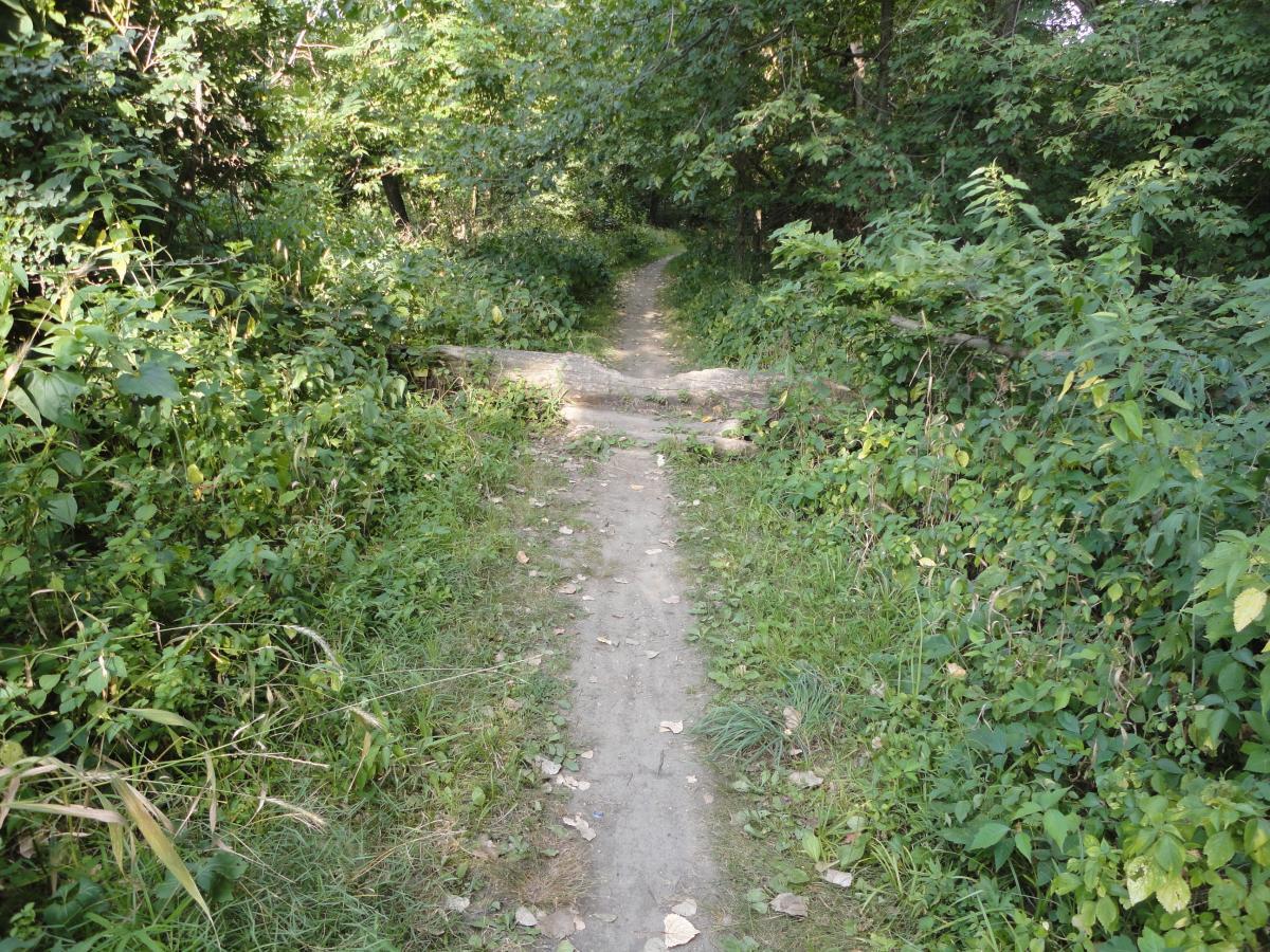 A narrow dirt path lined with greenery, featuring a fallen log blocking part of the trail. The path winds deeper into a wooded area, surrounded by lush plants and trees. The Center Trails mountain bike trail.