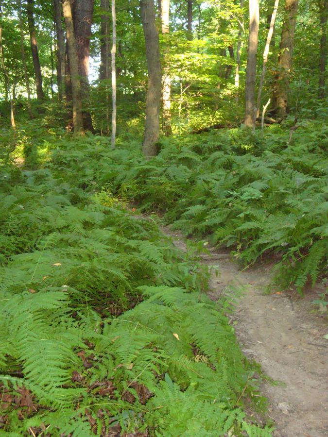A serene forest pathway meandering through lush green ferns, with tall trees surrounding the scene and dappled sunlight filtering through the leaves above. Brady's Run County Park mountain bike trail.