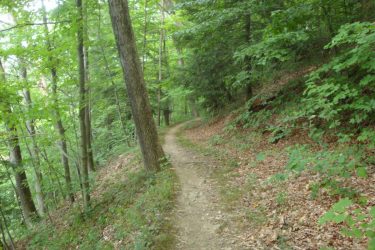 A winding dirt trail surrounded by lush green trees and undergrowth in a serene forest setting. The path is bordered by fallen leaves, creating a natural and tranquil atmosphere. Brady's Run County Park mountain bike trail.