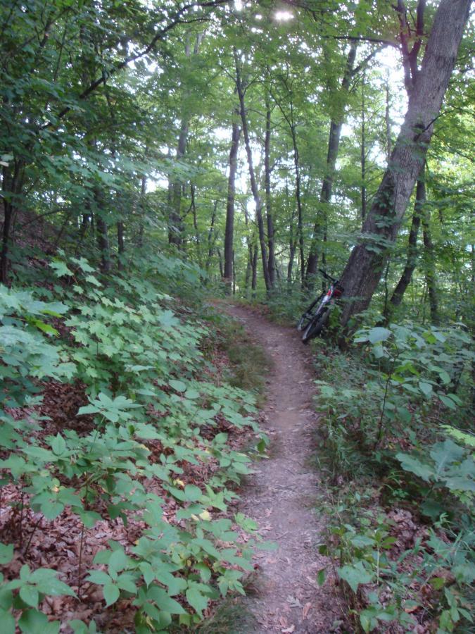 A narrow dirt trail winding through a lush green forest, flanked by leafy plants and trees. A bicycle is leaning against a tree on the right side of the path, hinting at recent outdoor activity. Sunlight filters through the tree canopy, creating a serene and inviting atmosphere. Brady's Run County Park mountain bike trail.