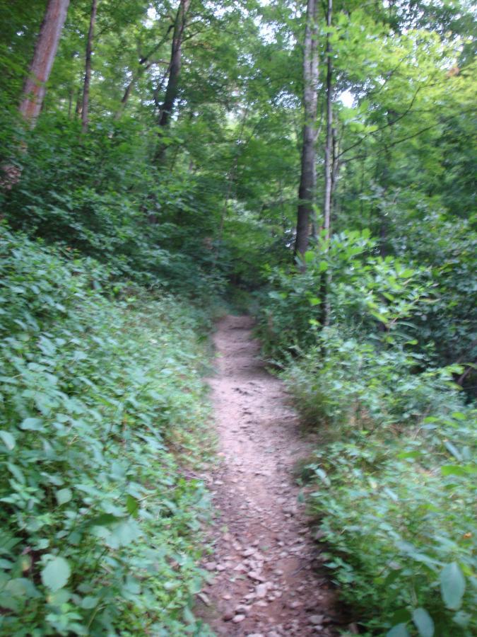 A narrow dirt path winding through a lush green forest, flanked by dense foliage and tall trees. The path appears well-worn, leading into the depth of the woods. Brady's Run County Park mountain bike trail.