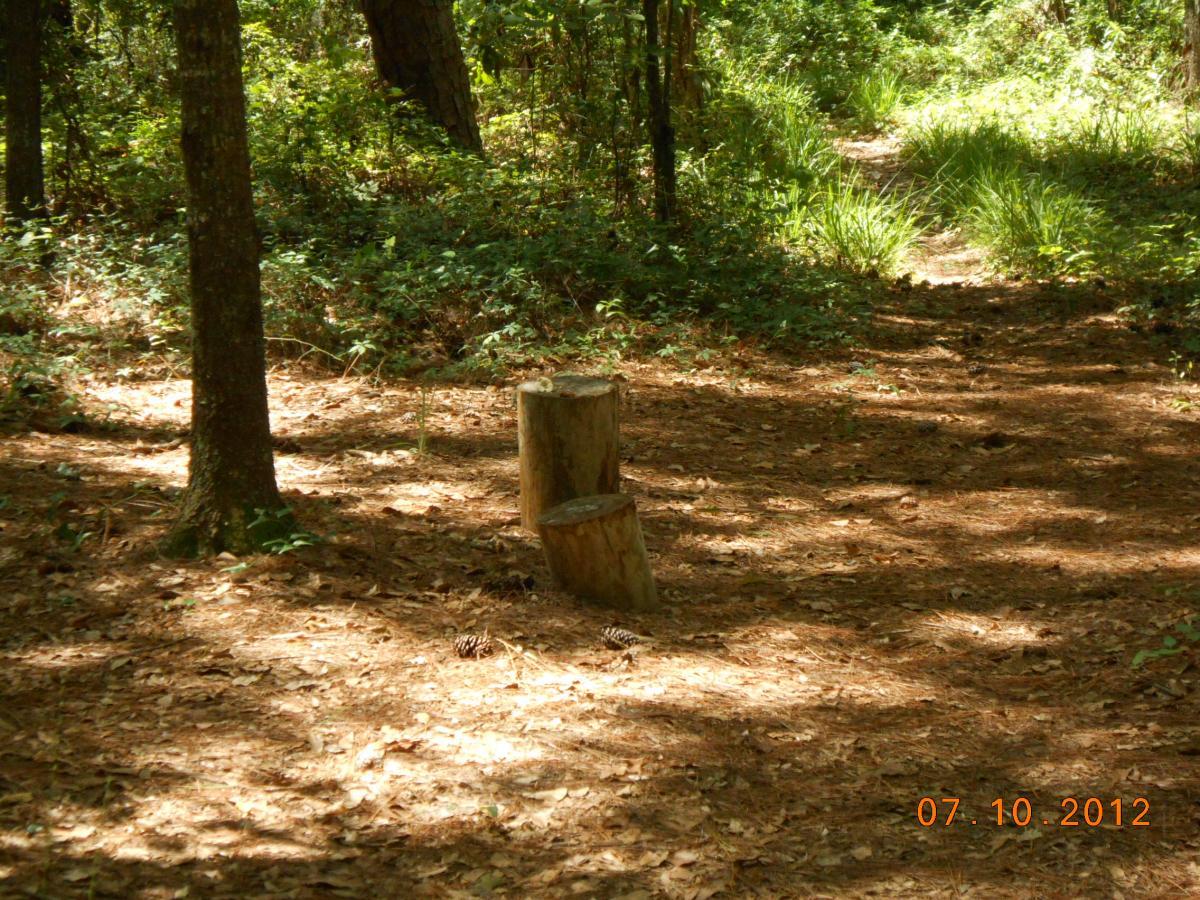 A serene wooded path with two tree stumps, surrounded by a carpet of fallen leaves and greenery. Sunlight filters through the trees, creating dappled light on the ground. St. John