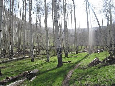A serene forest scene featuring tall, slender aspen trees with white bark, standing amidst a lush green meadow. Soft sunlight filters through the branches, casting gentle rays on the grassy ground, while fallen logs are scattered throughout the area. Deep Creek Trail mountain bike trail.