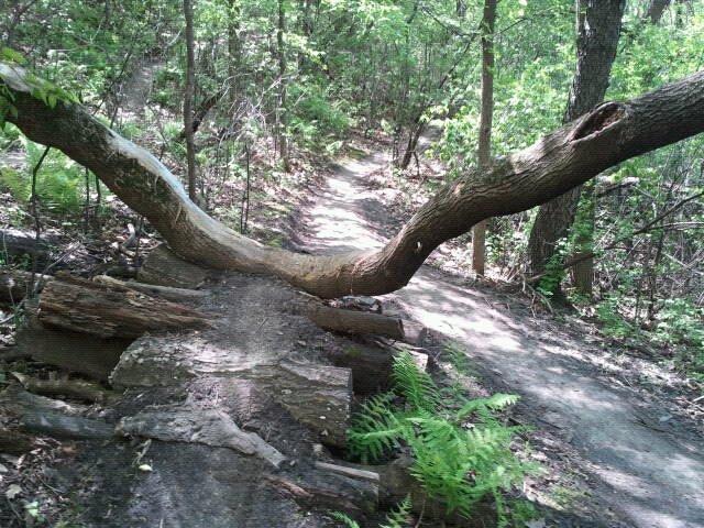 A fallen tree partially blocks a natural trail surrounded by lush greenery and ferns. The path winds through a dense forest, with sunlight filtering through the leaves, illuminating the scene. Elm Creek Park mountain bike trail.