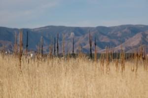 A landscape featuring tall, dry grasses in the foreground, with a backdrop of rolling mountains under a clear blue sky. The scene captures the natural beauty of a serene outdoor environment. Foothills Trail mountain bike trail.