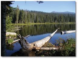 A serene landscape featuring a calm lake surrounded by dense coniferous trees. Fallen logs rest along the shore, reflecting the vibrant greenery and distant mountains in the water's surface under a clear blue sky. Gold Lake To Bobby Lake mountain bike trail.