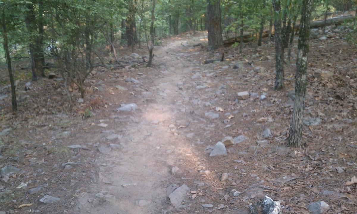 A narrow dirt path winding through a wooded area, surrounded by trees and scattered rocks. The ground is covered with fallen leaves and pine needles, creating a natural, rustic atmosphere. Burns Park mountain bike trail.
