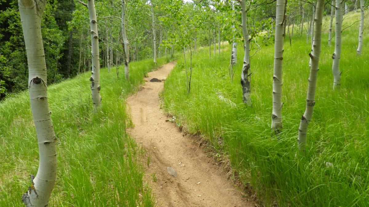 A winding dirt path surrounded by tall green grass and slender white birch trees in a lush forest setting. Pipeline Trail mountain bike trail.