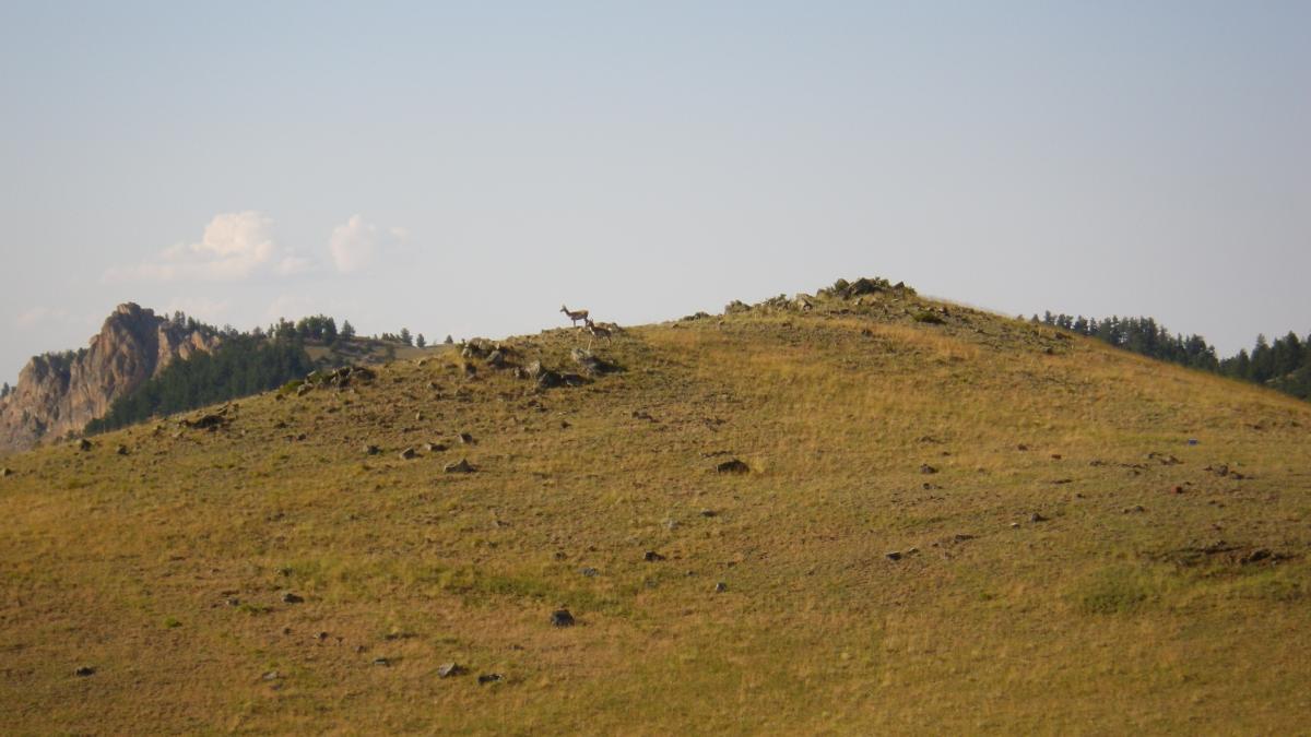 A scenic view of a grassy hillside with a single animal standing on top, surrounded by rocky terrain and distant mountains under a clear sky. Clear Creek mountain bike trail.