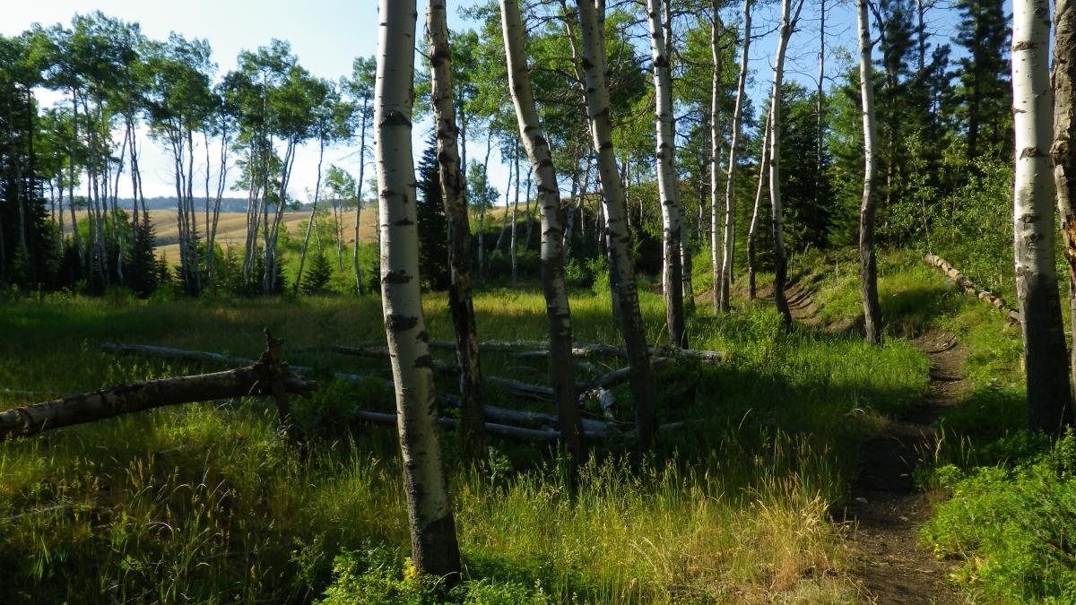 A serene woodland scene featuring tall, slender aspen trees with white bark, surrounded by lush green grass and dense foliage. A dirt path winds through the forest, leading into a bright, sunny clearing and open hills in the distance. The tranquil landscape showcases the natural beauty of a summer day. Clear Creek mountain bike trail.