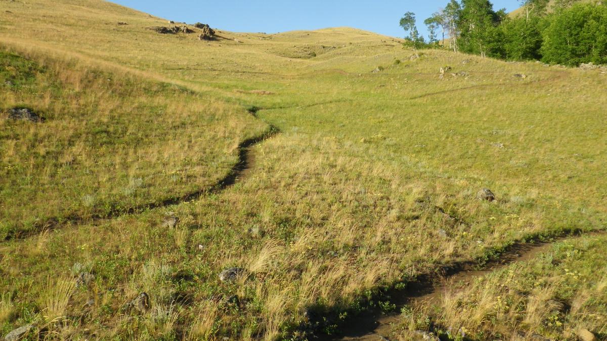 A scenic view of a grassy hillside with a winding dirt path. The landscape features lush green grass, scattered rocks, and a few trees in the background under a clear blue sky. The gentle slopes suggest a peaceful, natural environment. Clear Creek mountain bike trail.