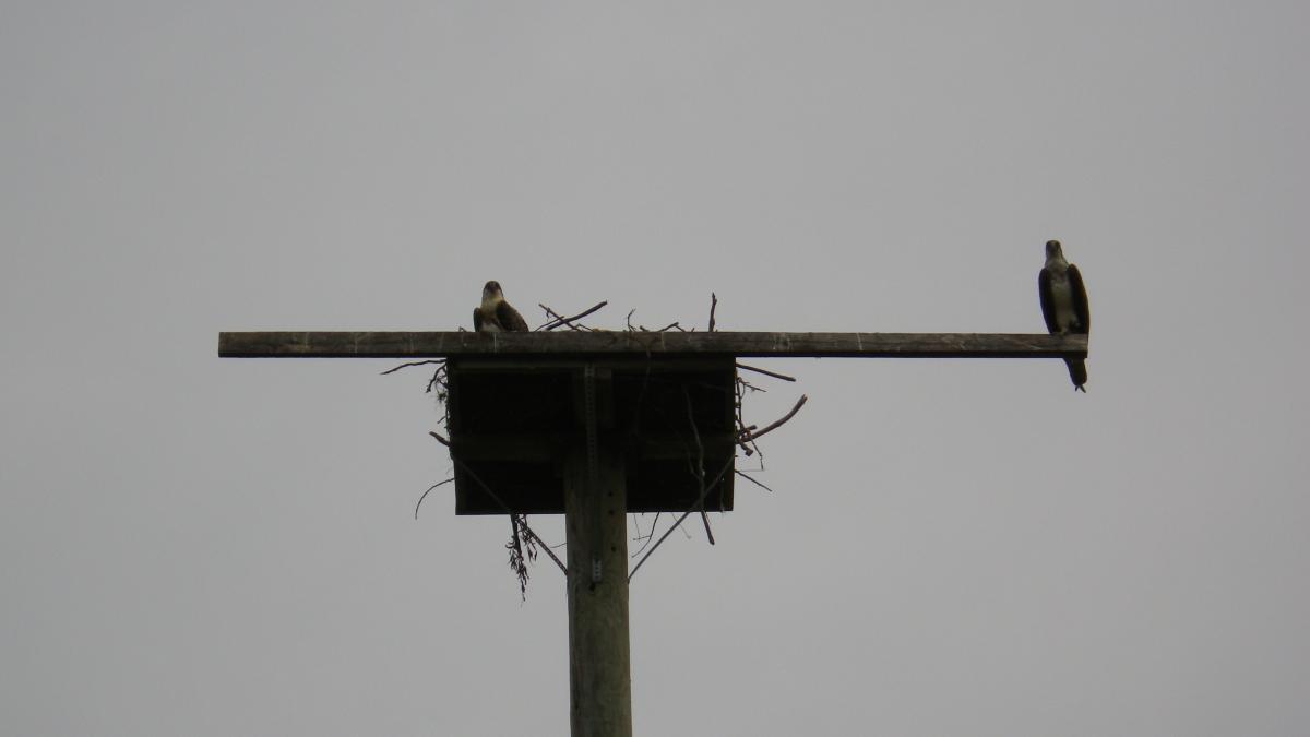 Two birds perched on a platform with a nest, against a gray sky. One bird is sitting on the left side, while the other stands on the right side of the platform. Sugar Bottom mountain bike trail.