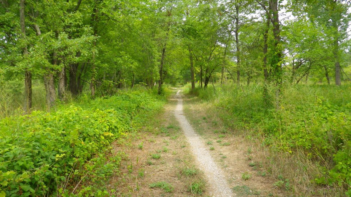 A peaceful dirt path winding through a lush green forest, surrounded by trees and dense foliage on either side, under a clear sky. Sugar Bottom mountain bike trail.