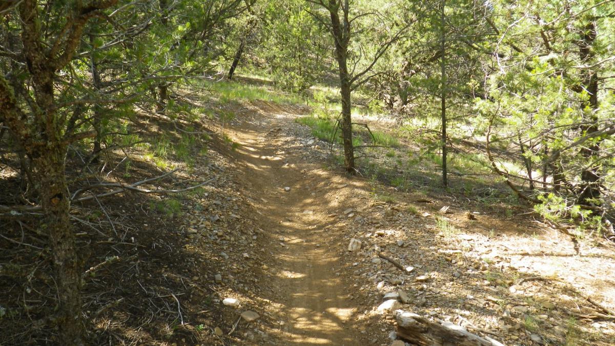A winding dirt trail surrounded by trees in a forested area, with patches of grass and rocky surfaces. The path is curvy, leading through lush greenery and sunlight filtering through the foliage. Mighty Mule mountain bike trail.