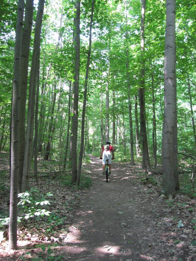 A cyclist riding on a dirt path surrounded by tall trees and lush green foliage in a forest. Sunlight filters through the leaves, creating a serene outdoor atmosphere. Asbury Woods/ Brown's Farm mountain bike trail.