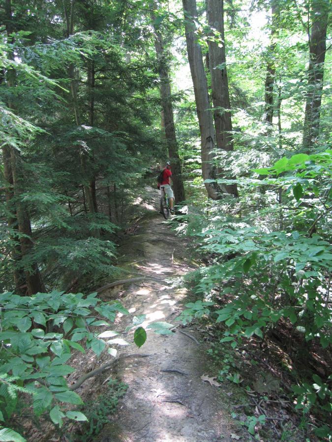 A mountain biker navigates a narrow, winding dirt trail surrounded by dense green foliage and tall trees in a sunny forest setting. Asbury Woods/ Brown's Farm mountain bike trail.