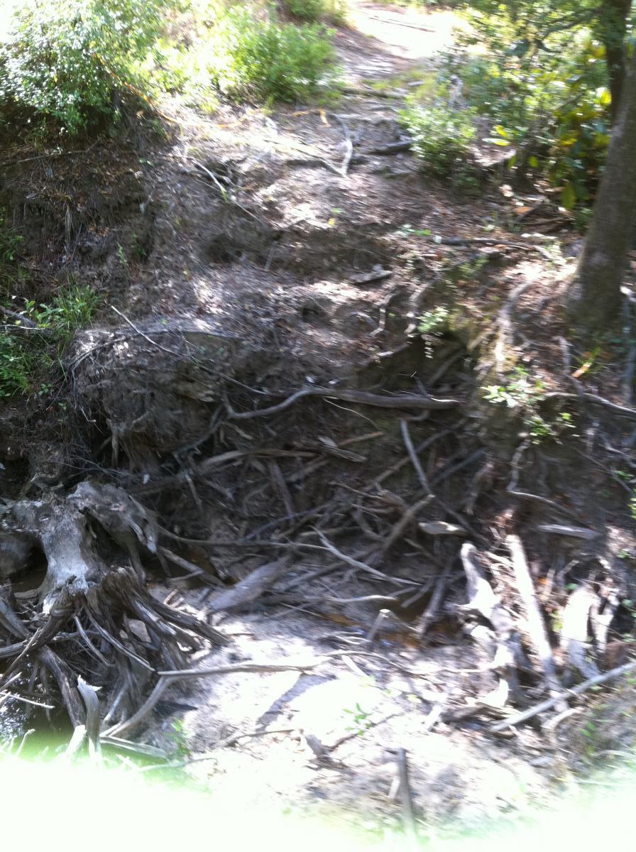 A natural scene featuring exposed tree roots and fallen branches along a small creek bed, surrounded by soil and foliage. The area shows signs of erosion with a slight incline leading to a pathway in the background. Bethel Bike Trails mountain bike trail.