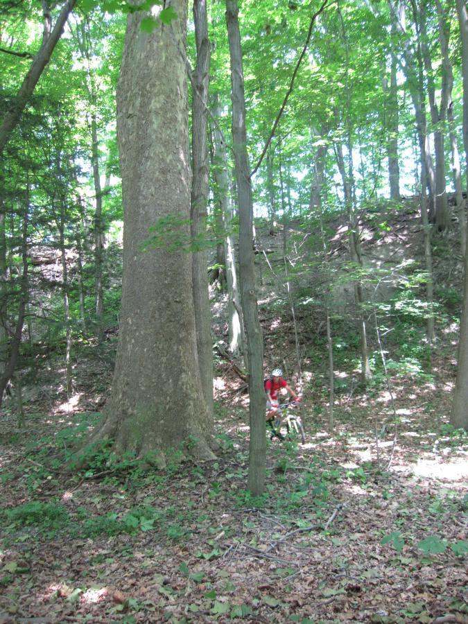 A cyclist in a red shirt riding a mountain bike through a sunlit forest with tall trees and a carpet of fallen leaves. Asbury Woods/ Brown's Farm mountain bike trail.