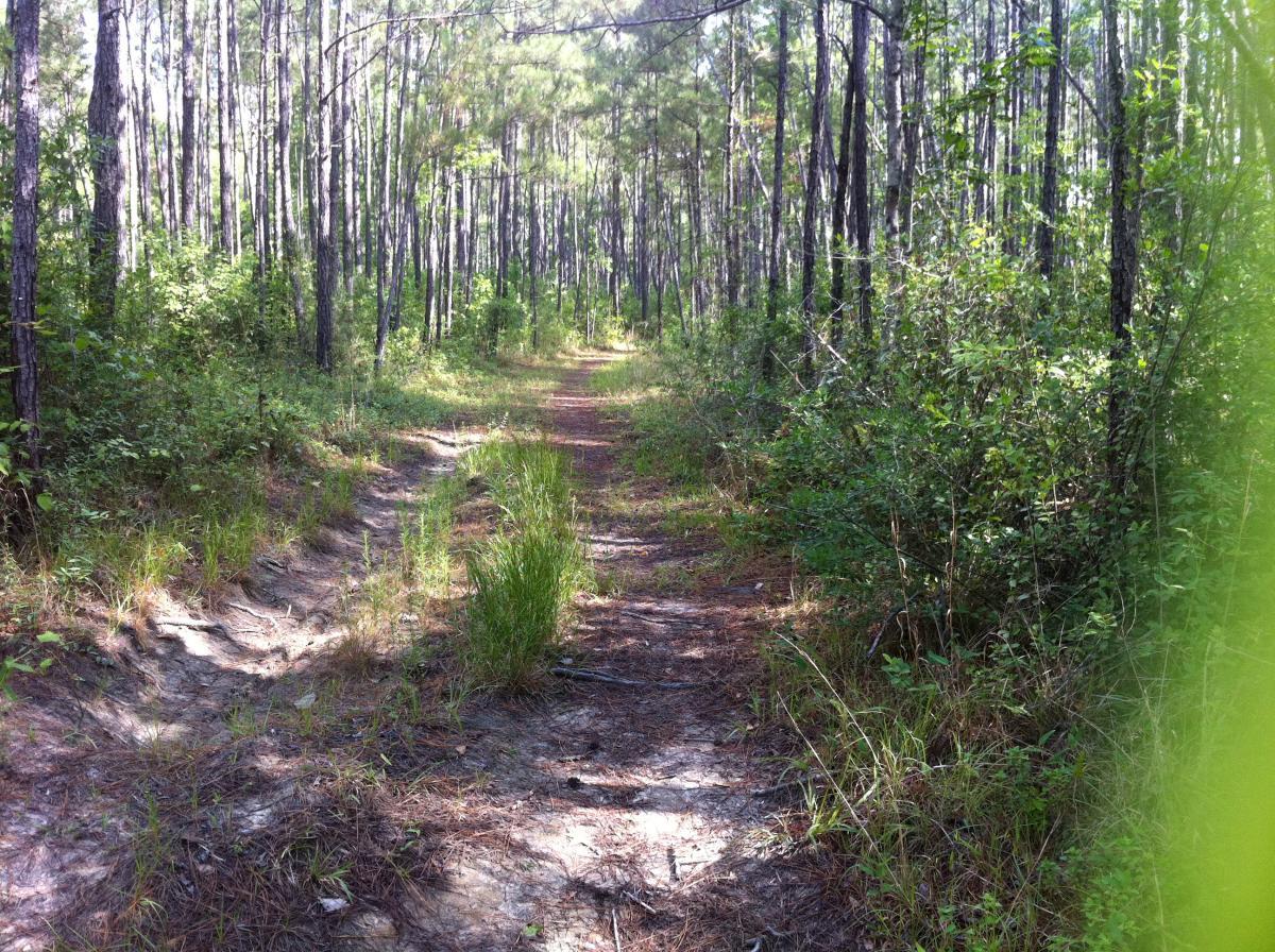 A serene forest path surrounded by tall pine trees and lush greenery, with a dirt trail leading through the woods. Sunlight filters through the branches, illuminating the trail that is lined with patches of grass and scattered pine needles. Bethel Bike Trails mountain bike trail.