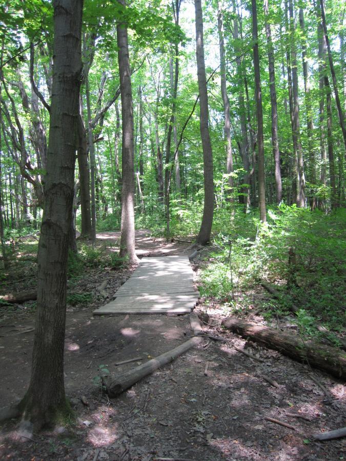 A serene forest path covered with sunlight, featuring wooden planks leading through tall, green trees. The ground is forested with fallen logs and leaves, creating a natural, peaceful atmosphere. Asbury Woods/ Brown's Farm mountain bike trail.