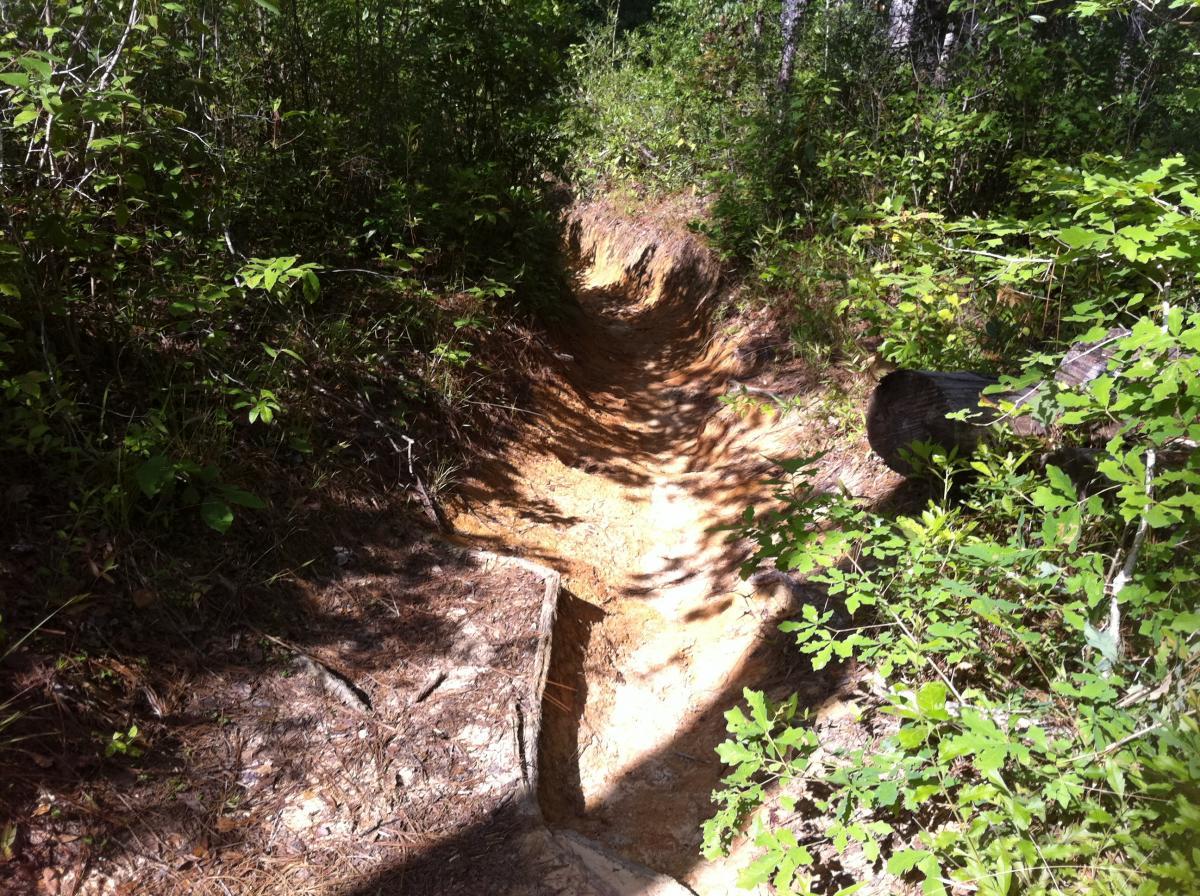 A narrow, dry trail carved into the ground, surrounded by lush greenery and small plants. Sunlight filters through the trees, casting shadows on the sandy soil. A fallen log is visible to the right, blending into the natural landscape. Bethel Bike Trails mountain bike trail.