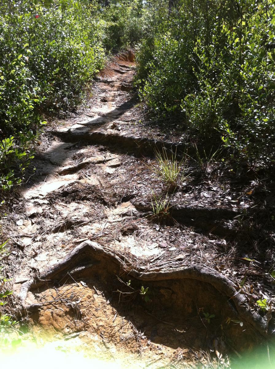 A narrow dirt path winding through lush greenery, featuring uneven ground with exposed roots and patches of grass, surrounded by dense shrubs and trees. Bethel Bike Trails mountain bike trail.