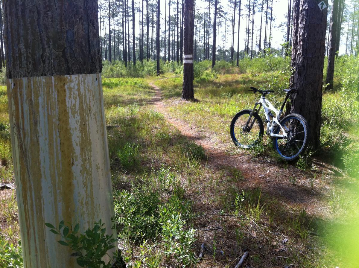 A mountain bike resting against a tree in a wooded area, with a narrow dirt path winding through the green vegetation and tall pine trees in the background. Sunlight filters through the trees, creating a bright and open atmosphere. Bethel Bike Trails mountain bike trail.