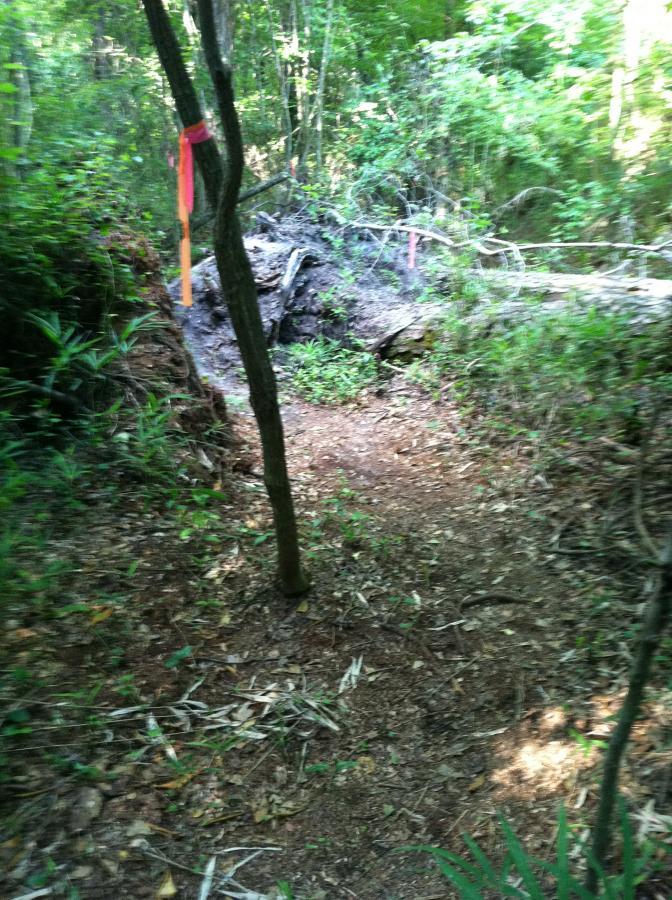 A narrow dirt path winds through a dense forest, surrounded by greenery. Pink ribbons are tied to a tree and other markers indicate the trail's direction. A small log pile is visible on the left side of the path, and the overall atmosphere is peaceful and natural. Goldsboro Bike Trail mountain bike trail.