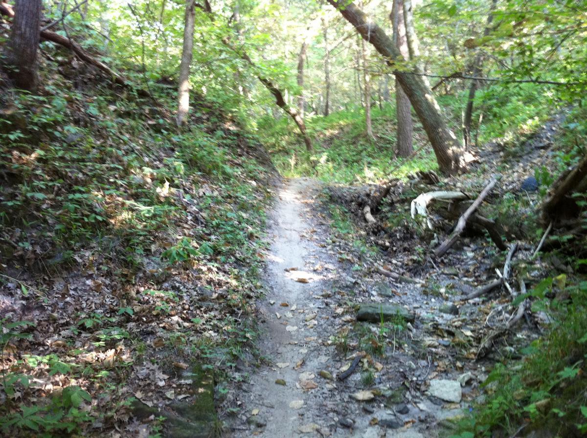 A narrow dirt path winding through a wooded area, surrounded by green foliage and trees. The ground is covered with fallen leaves and small rocks, and the sunlight filters through the trees, creating a serene and natural atmosphere. Platte River mountain bike trail.