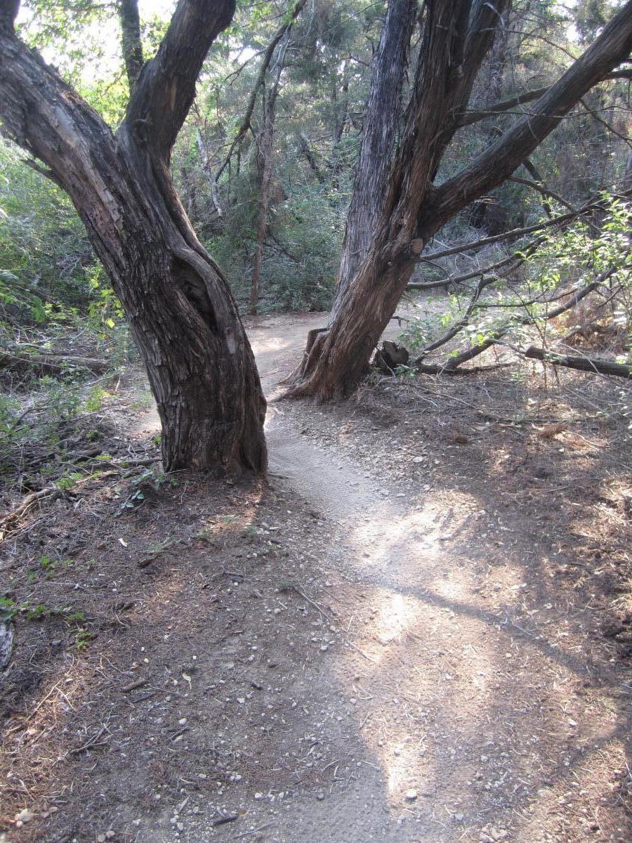 A winding dirt path through a forest, flanked by two large trees. The path is partially covered with leaves and tree bark, surrounded by lush greenery and underbrush. Sunlight filters through the trees, creating dappled light on the ground. Cedar Hill State Park At Joe Pool Lake mountain bike trail.