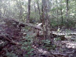 A dense forest scene featuring tall trees, underbrush, and dappled sunlight filtering through the leaves. The ground is covered with leaves and fallen branches, creating a natural, wild environment. Landlocked Forest mountain bike trail.