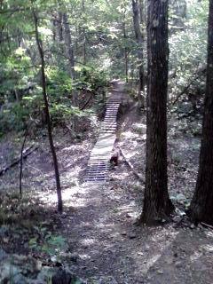 A narrow wooden bridge crossing a small ravine in a forested area, with trees lining the path and dappled sunlight filtering through the leaves. Landlocked Forest mountain bike trail.
