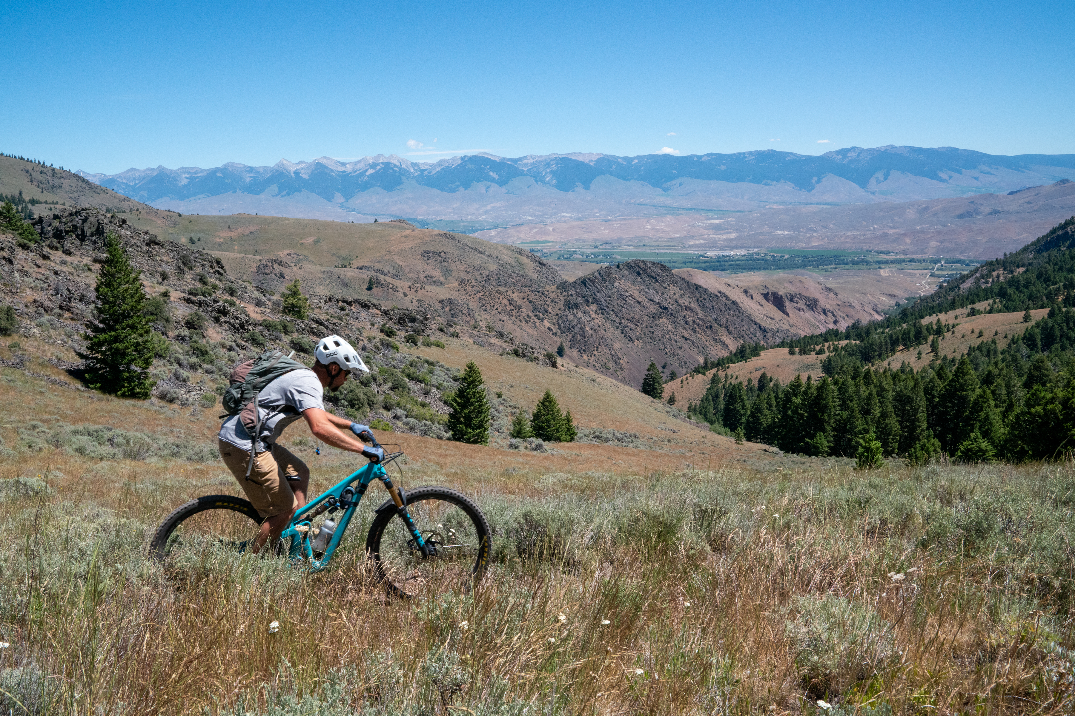 A mountain biker navigates a grassy slope in a mountainous landscape, with rolling hills and a distant mountain range under a clear blue sky. The biker wears a helmet and gloves, and is focused on traversing the terrain. Pine trees dot the landscape, enhancing the natural beauty of the scene. Lower Williams Creek Trail mountain bike trail.