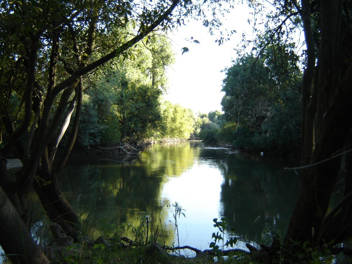 A tranquil river scene surrounded by lush green trees, reflecting the sunlight. The calm water flows gently, flanked by the natural greenery of overhanging branches and shrubs, creating a peaceful atmosphere. Ripon Riding Spot mountain bike trail.