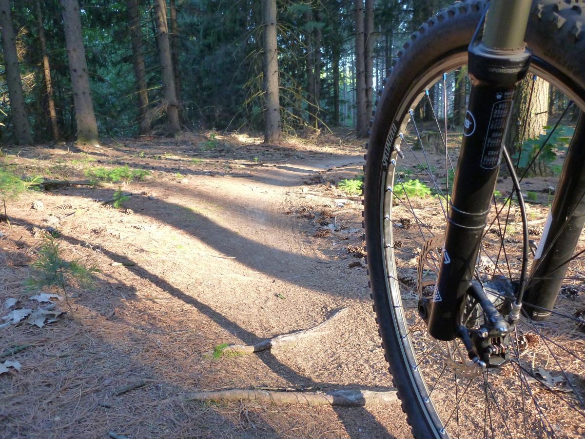A close-up view of a mountain bike's front wheel resting on a narrow dirt trail in a wooded area, surrounded by tall trees and scattered pine needles. Sunlight filters through the trees, casting gentle shadows on the path. Kettle Moraine John Muir + Emma Carlin mountain bike trail.