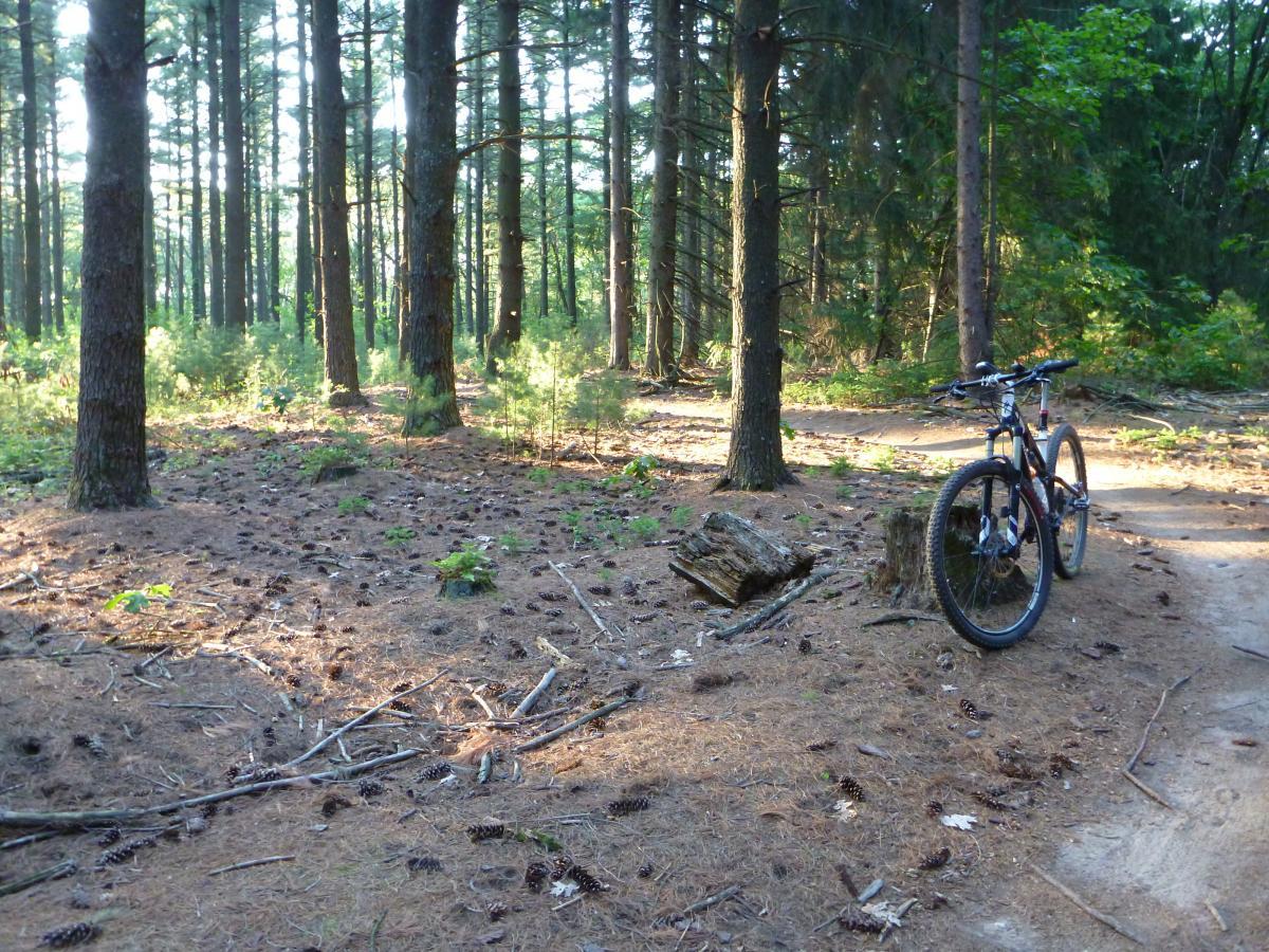 A mountain bike parked next to a log in a sunlit forest clearing, surrounded by tall trees and scattered pinecones on the ground. Kettle Moraine John Muir + Emma Carlin mountain bike trail.