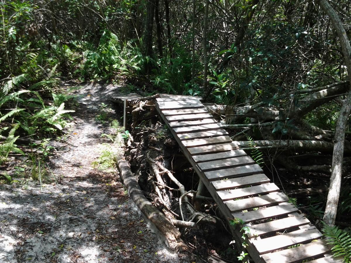 Alt text: A narrow wooden footbridge crosses a small stream in a dense, green forest. The pathway is surrounded by lush ferns and underbrush, with dappled sunlight filtering through the trees above. West Delray Regional Park mountain bike trail.
