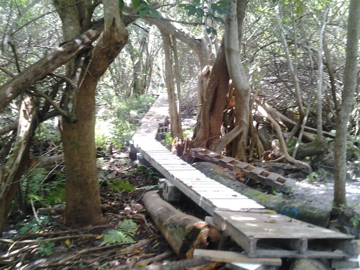 A narrow wooden walkway leading through a dense mangrove forest, surrounded by various trees and foliage. The path is made of planks and is partly elevated above the ground, with roots and underbrush visible on either side. Sunlight filters through the canopy, creating a dappled light effect on the walkway. West Delray Regional Park mountain bike trail.