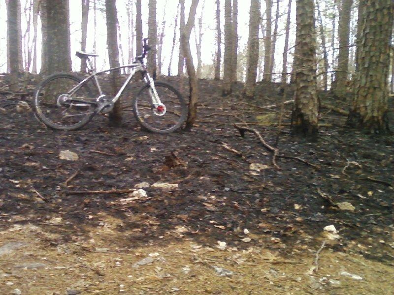 A mountain bike leaning against a tree on a burned forest floor, with charred earth and blackened twigs visible, surrounded by remaining trees. Berryman mountain bike trail.