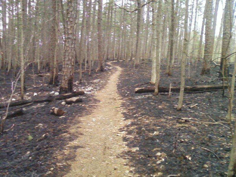A narrow dirt path winding through a forest of charred trees and blackened ground, indicating a recent fire. Sparse vegetation is visible, with some fallen logs and tree stumps along the path. The atmosphere appears desolate but hints at the potential for recovery. Berryman mountain bike trail.