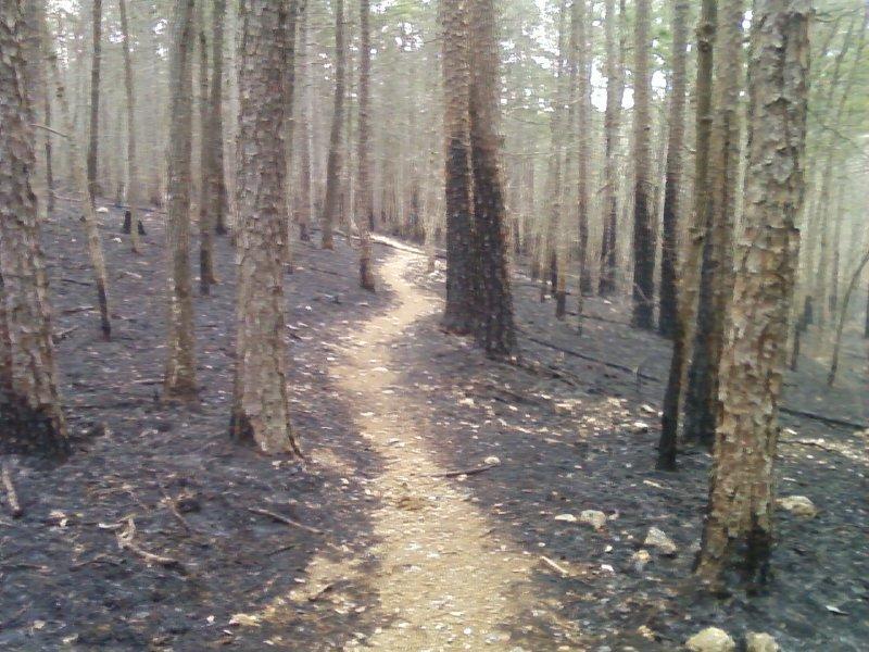 A winding trail through a forest affected by a recent fire, with blackened ground and charred trees lining the path. Berryman mountain bike trail.