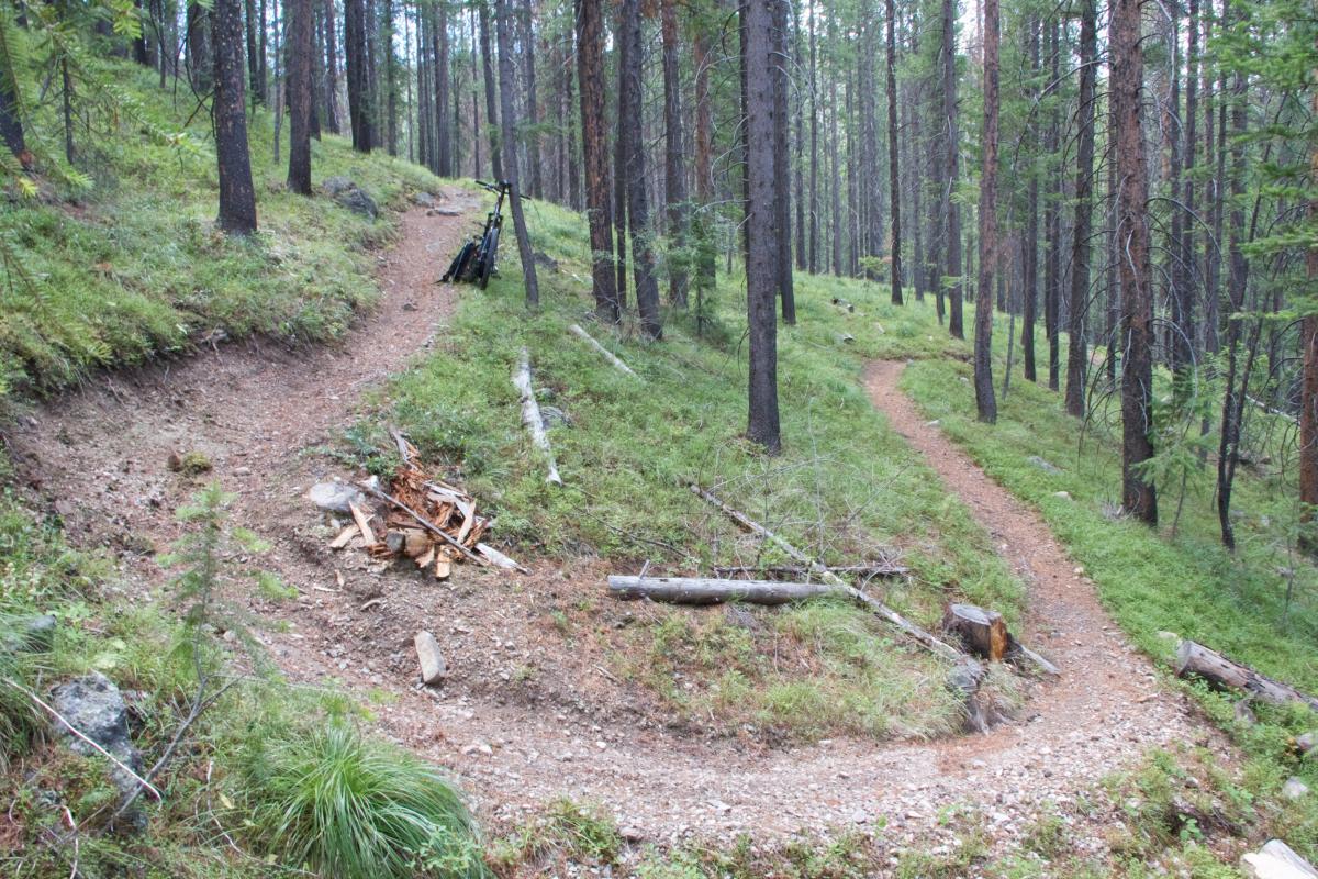 A winding dirt trail surrounded by tall pine trees in a lush forest, with a pile of cut logs on the left side of the path. The trail curves gently to the right and continues into the distance. Twogood Loop mountain bike trail.