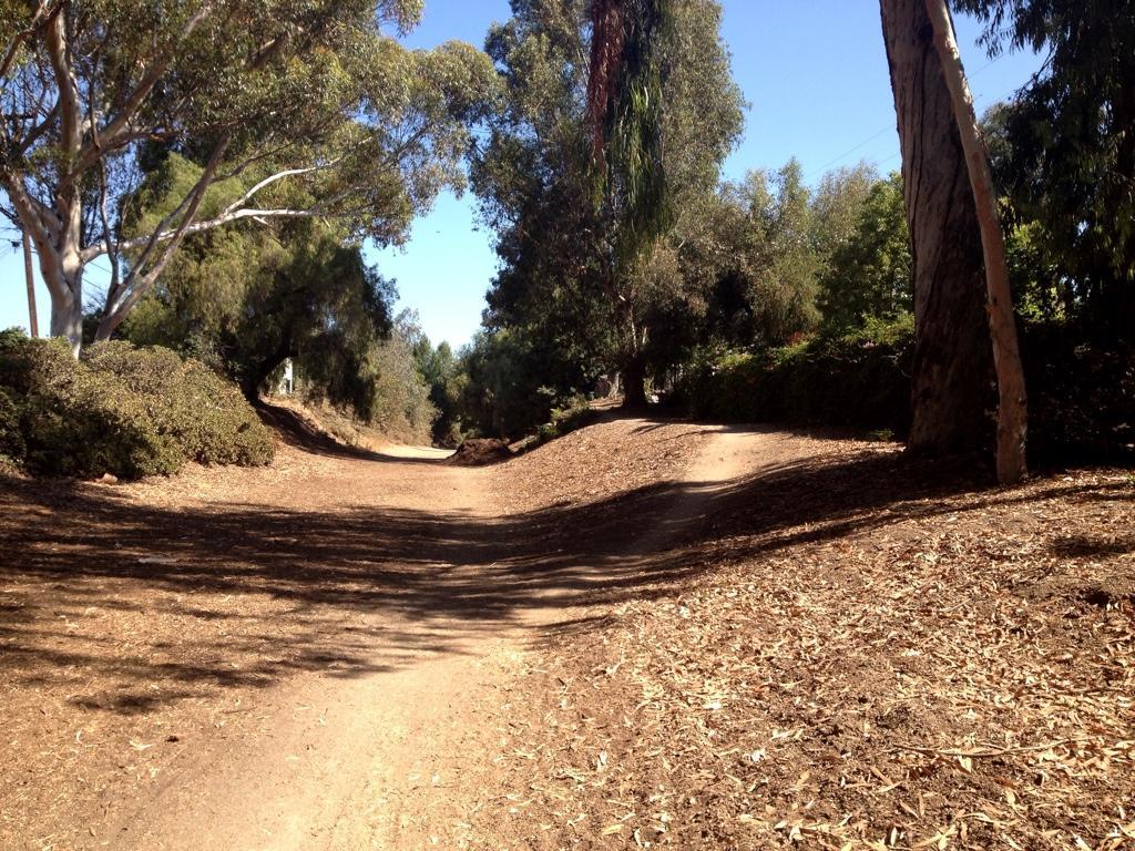A dirt path winding through a sunny grove filled with tall trees and leafy shrubs, with scattered leaves on the ground and clear blue sky overhead. Fullerton Loop mountain bike trail.