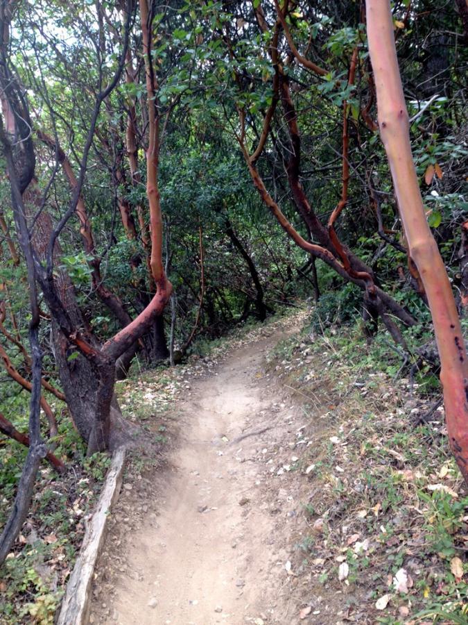 A narrow dirt path winding through a lush forest, framed by trees with reddish-brown bark and dense green foliage. The trail is surrounded by a variety of plants, with fallen leaves scattered along the ground, suggesting a serene and natural environment. Camp Tamarancho mountain bike trail.